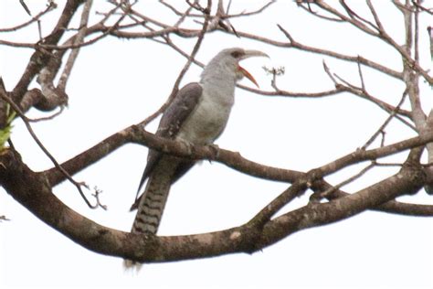 channel billed cuckoo xeno canto